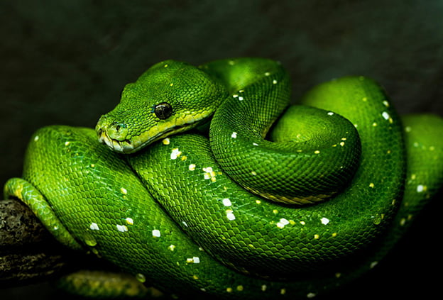 The green mamba in motion: draining the venom of corruption